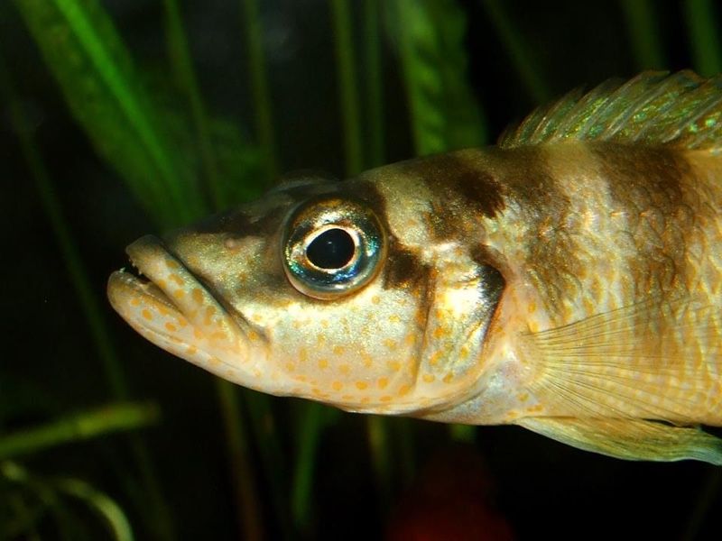 Neolamprologus fasciatus